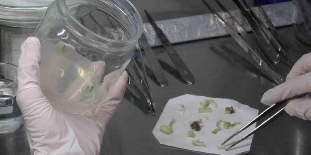 Toprakta kendiliğinden yetişiyor, toplanmasına izin verilmiyor! Laboratuvarda çoğaltılıyor 2